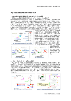 Pig-a遺伝子突然変異検出系の開発・改良