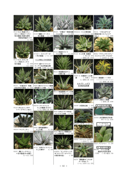 9Y118 B.K.特選スキン ネリィ&times;特大ドーナツ 冬の星座(天使の涙系 同