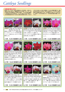 須和田オリジナルカトレア実生 - Hi-HO