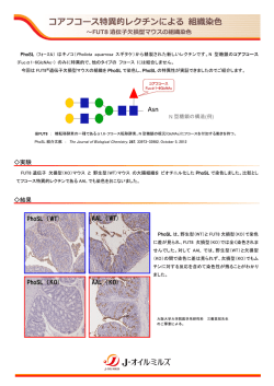コアフコース特異的レクチンによる 組織染色