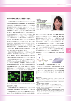 lD 線虫の神経突起除去機構の発見