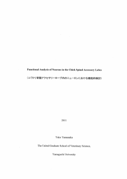 (ニワトリ脊髄アクセサリ-ローブ内のニューロンにおける機能的検討)