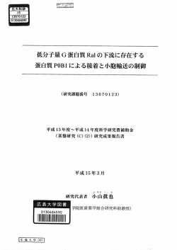 低分子量G蛋白質Raーの下流に存在する 蛋白質P0Bーによる接着と小