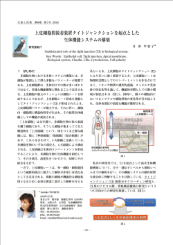上皮細胞間接着装置タイトジャンクションを起点とした 生体機能システム