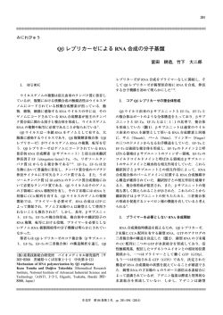 Q&beta; レプリカーゼによる RNA 合成の分子基盤
