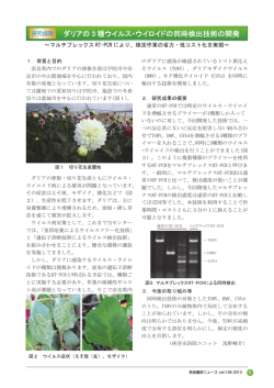 研究成果 ダリアの3種ウイルス・ウイロイドの同時検出技術の開発