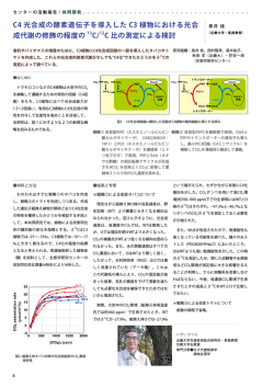C4 光合成の酵素遺伝子を導入した C3 植物における光合 成代謝の修飾