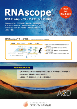 PDFダウンロード