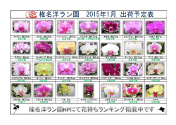 椎名洋ラン園 2015年1月 出荷予定表