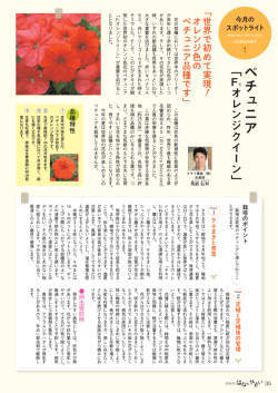 ペチュニア﹁ - タキイ種苗