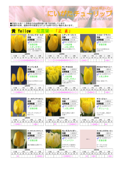 「にいがたチューリップ」品種一覧（黄）