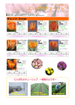 「にいがたチューリップ」品種一覧（オレンジ）
