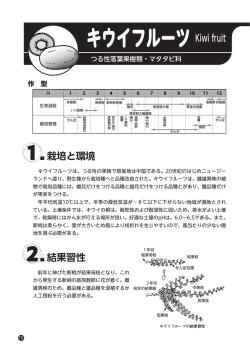 キウイフルーツ Kiwi fruit