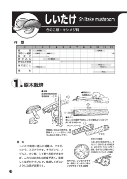 原木栽培 しいたけ Shiitake mushroom
