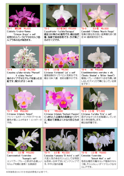 TOKYO DOME SPECIAL LIST 2015 へのリンク