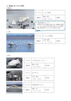 3．餌を食べるハクチョウ部門 3．餌を食べるハクチョウ部門