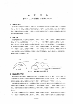 春ダイコンの品種とは種期について