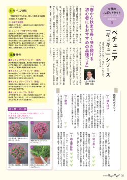 ペチュニア﹁ギュギュ﹂シリーズ