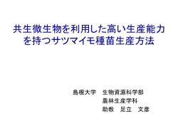 共生微生物を利用した高い生産能力 を持つサツマイモ