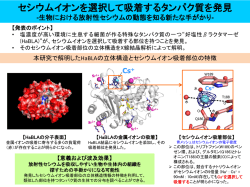セシウムイオンを選択して吸着するタンパク質を発見